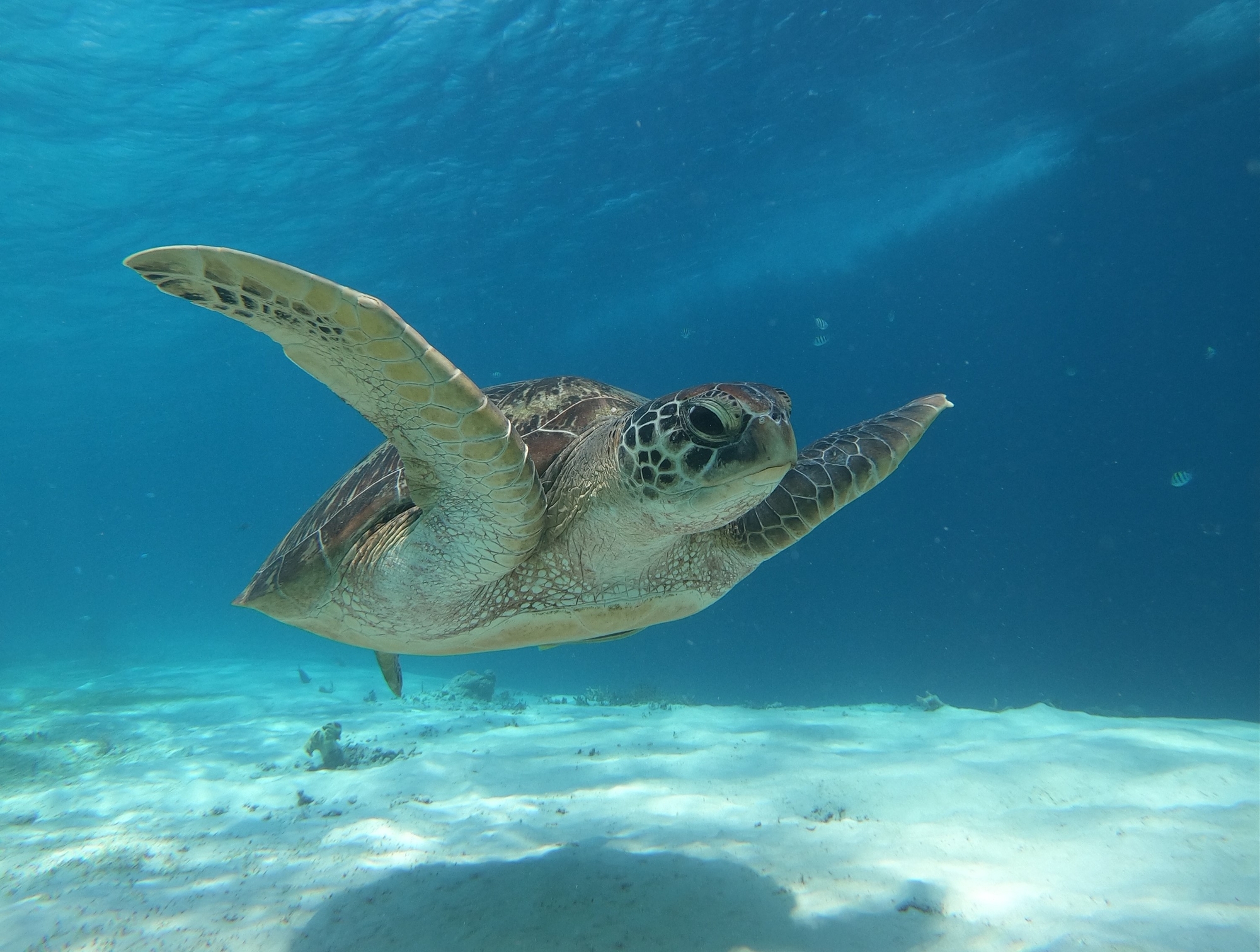 Gili Island Turtle