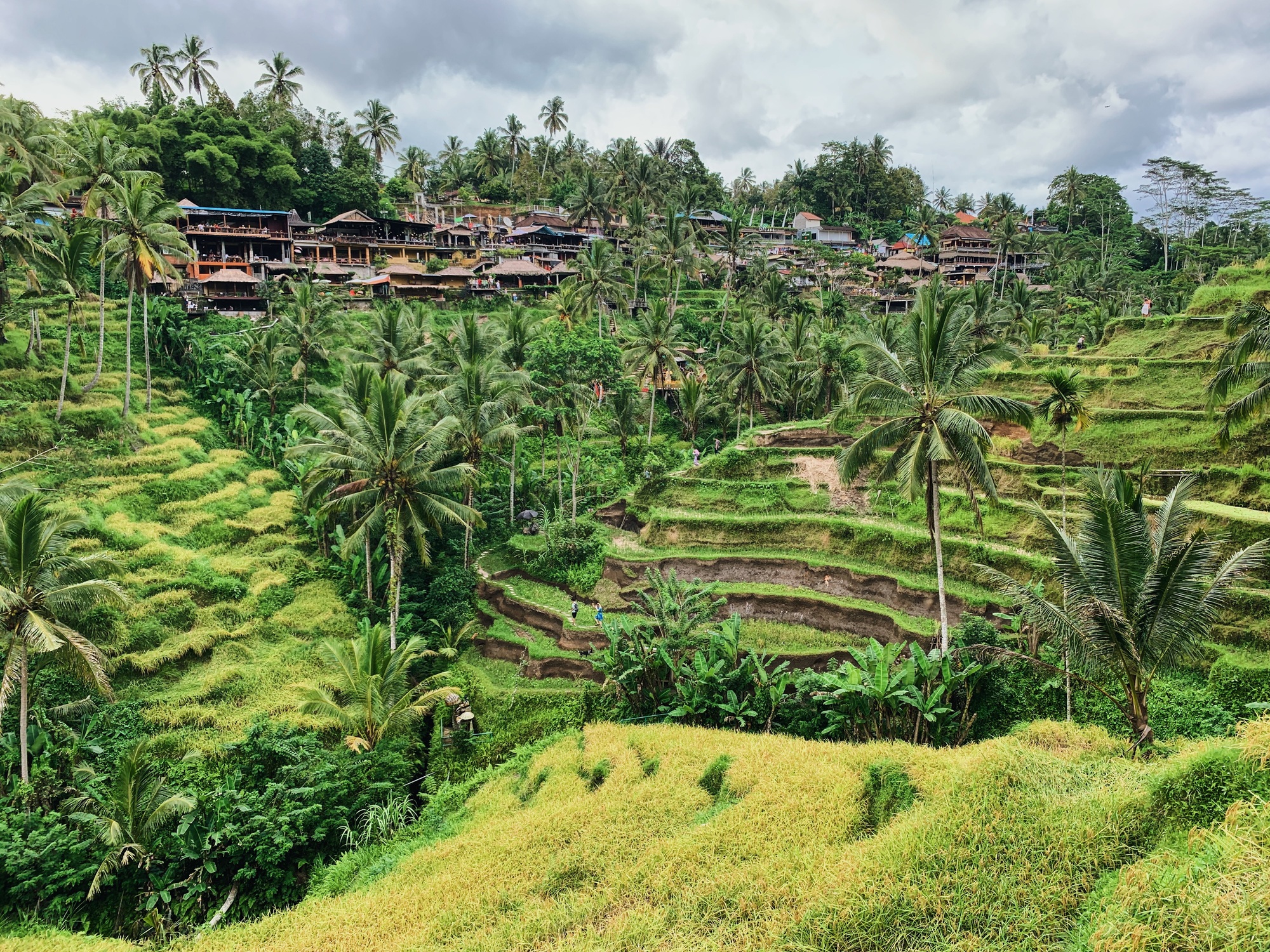 Tegallalang Rice Terrace